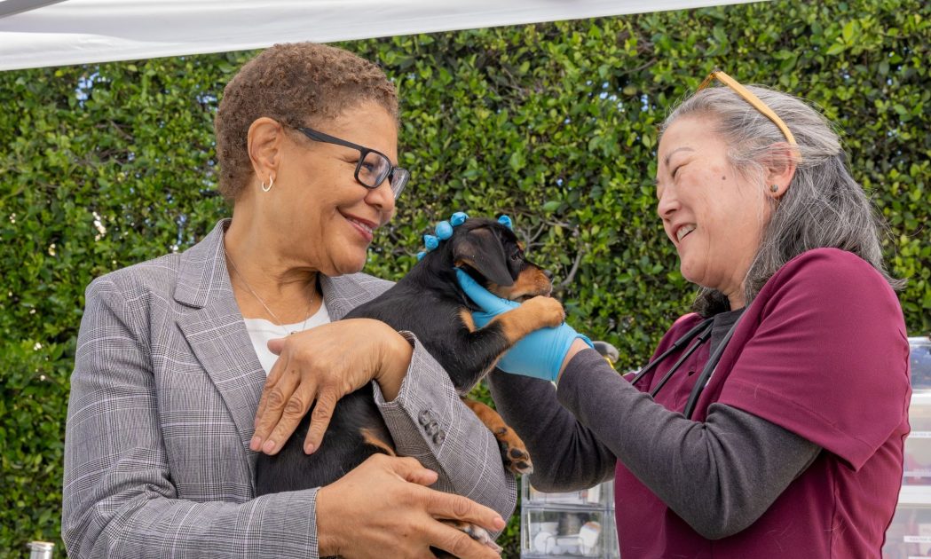 homeless pets in los angeles