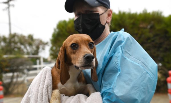 helen woodward animal center, beagles