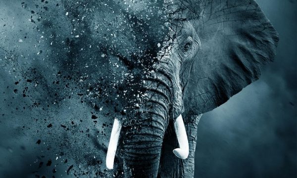 ivorygame_ka_us_pre