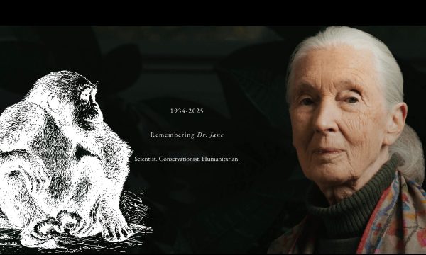 jane goodall chimpanzees