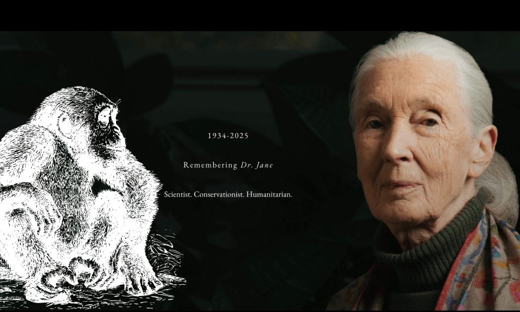 jane goodall chimpanzees