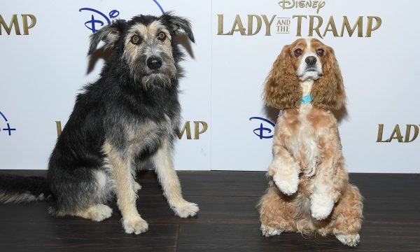 Cinema Society Hosts Special Screening Of Disney+'s "Lady And The Tramp" - Red Carpet