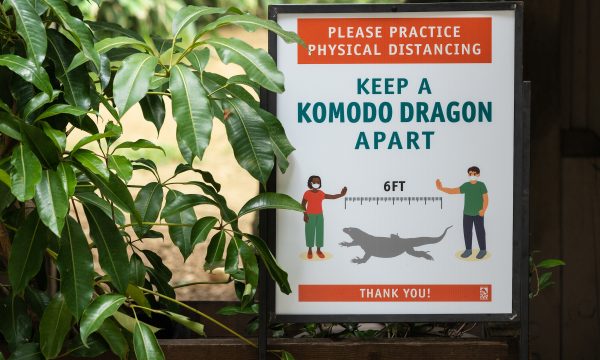 la-zoo-reopen-precautions-1-photo-by-jamie-pham