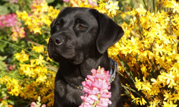 lab_breed_of_the_year_hero