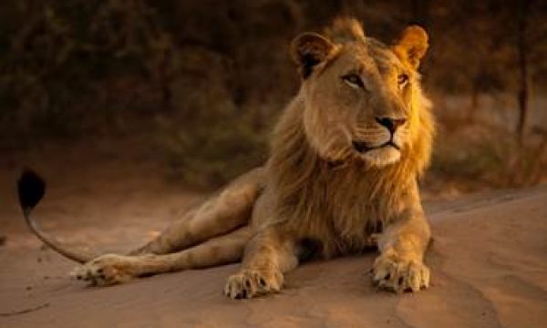 lion