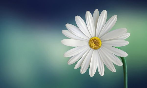 marguerite-daisy-beautiful-beauty