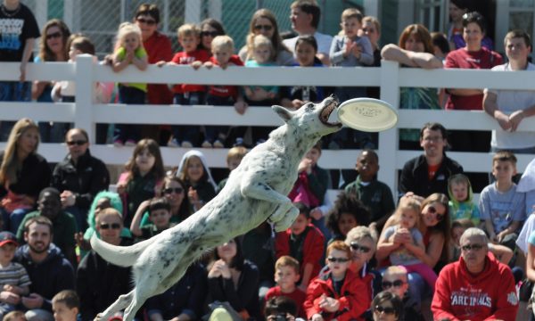 nestle_purina_petcare_performance_team
