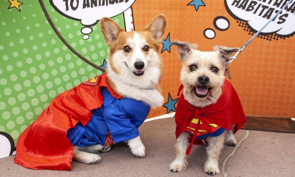pawmicon-2019-dogs-in-cosplay-and-costumes