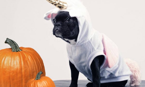 pet-costume-pumpkin