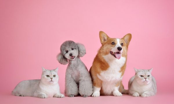 pets-3715734_1920