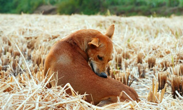 tick facts for dog owners