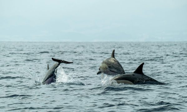dolphin behavior scientist study