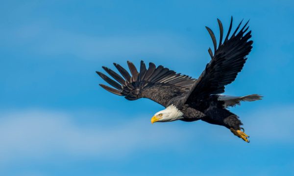 eagles