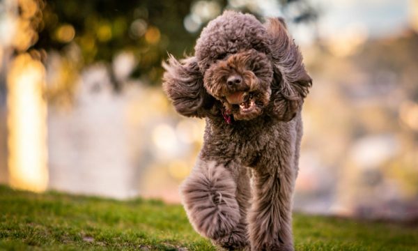 best dog parks in the US