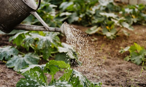 farmer's almanac, gardening summer