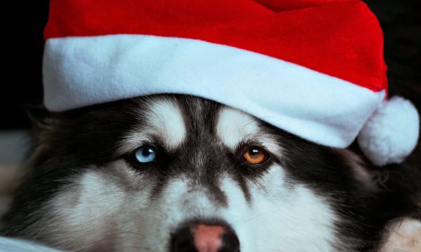 holiday safety, poisonous food for pets, dog cat