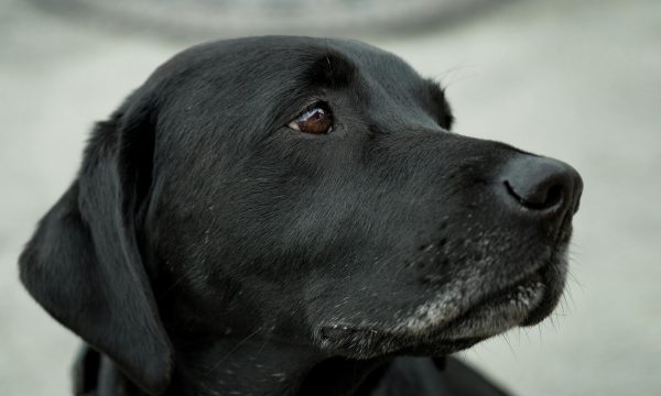 safety tips for fireworks and pets