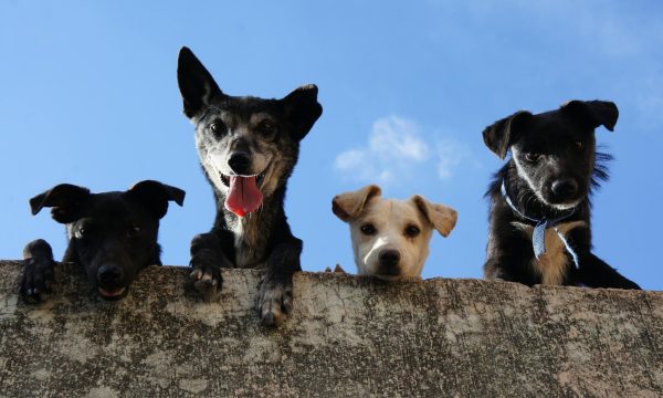 dog health research