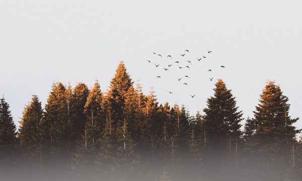 pexels-photo-917494