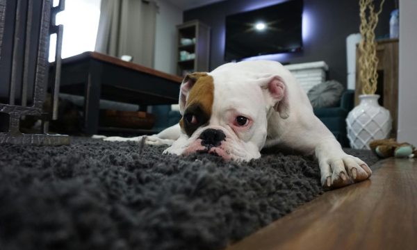tips to keep dogs safe from fireworks