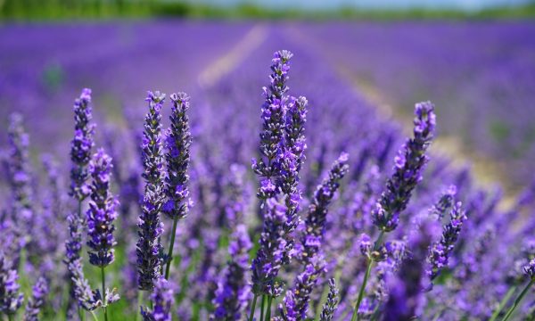 lavender, garden, gardening chores, california garden