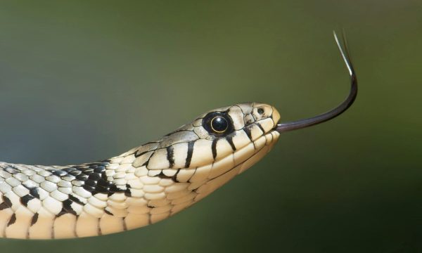 snake bite, pet, dog