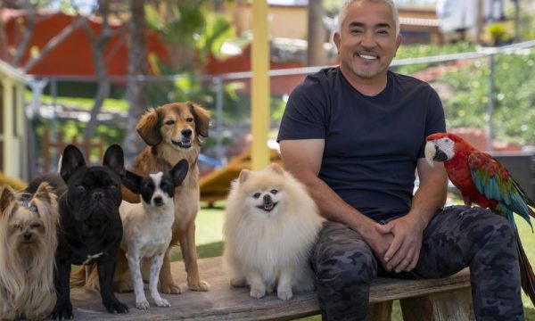 cesar millian, national geographic, dog trainer