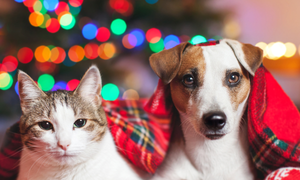 safety tips for dogs and cats