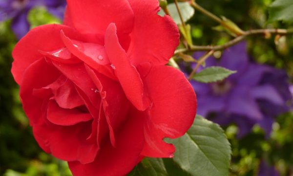 rose-blossom-bloom-red-rose-87469