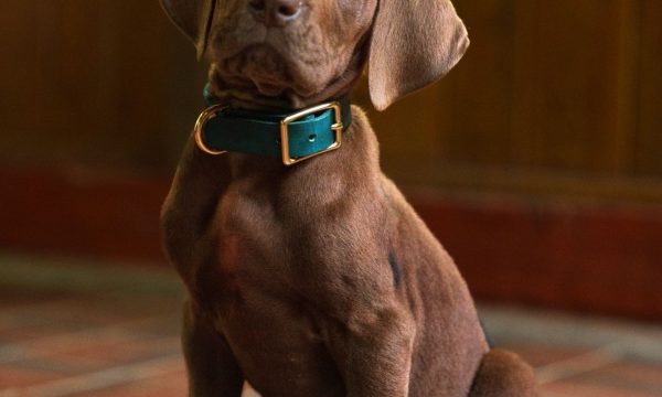 scooby doo live action