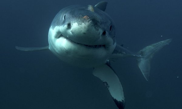 Discovery Channel