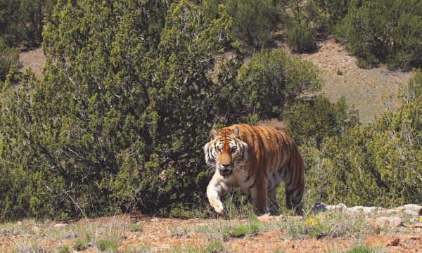 The-Wild-Animal-Sanctuary-Colorado-Refuge