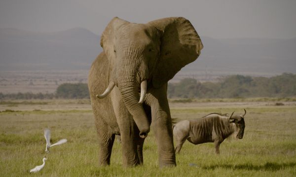 theivorygame