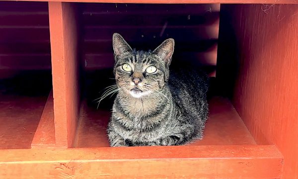 Lāna’i Cat Sanctuary Lāna'i Cat Sanctuary