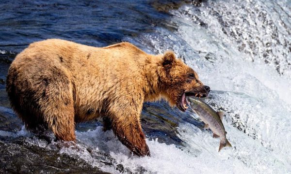 glaciers and grizzlies a nine-day small-group itinerary that explores the Kenai Peninsula, Kenai Fjords National Park, and Katmai National Park.