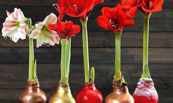 waxedamaryllis