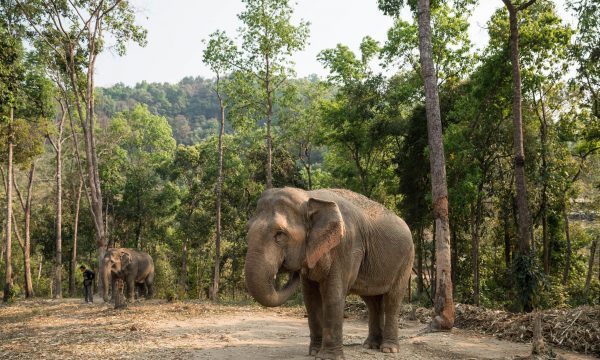 World Animal Protection-Thai elephant camp is pioneering elephan